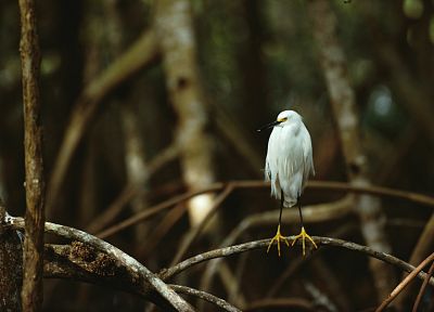 birds, Florida, National Park, branches, snowy egret, egrets, Everglades - random desktop wallpaper