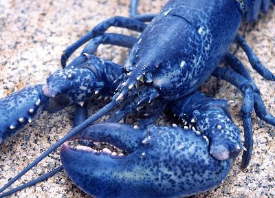 blue, lobsters - desktop wallpaper
