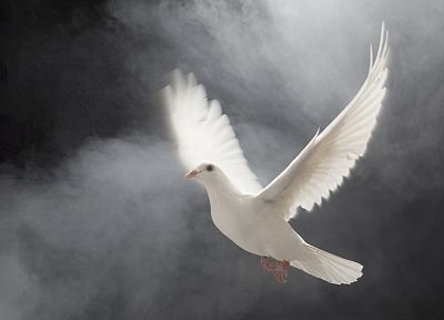 white, birds, doves, albino, flight - desktop wallpaper