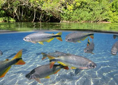 fish, Brazil, split-view - desktop wallpaper