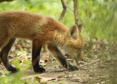 animals, furry animals, foxes - desktop wallpaper