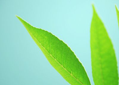 leaf - desktop wallpaper
