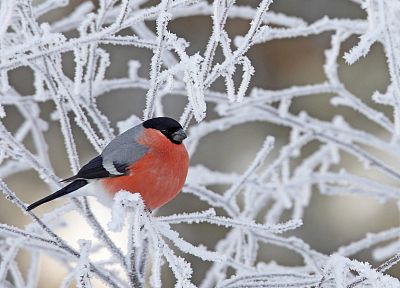 birds, animals, frost, bullfinch, branches - random desktop wallpaper