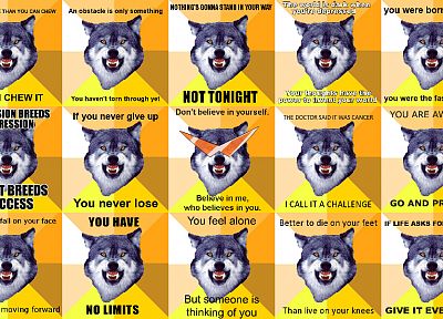 meme, Courage Wolf - related desktop wallpaper