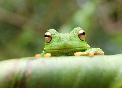 animals, frogs, amphibians - related desktop wallpaper