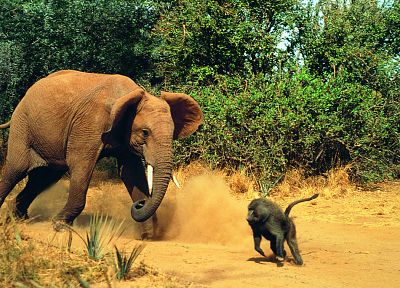 animals, fight, elephants, monkeys, baboon - desktop wallpaper