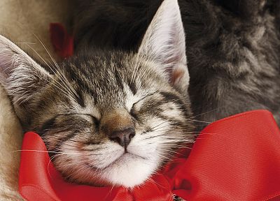 cats, sleeping - duplicate desktop wallpaper