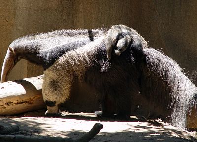 animals, anteater - duplicate desktop wallpaper