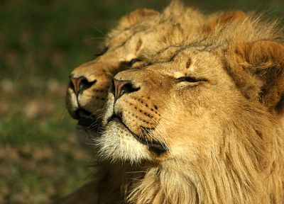 animals, lions - duplicate desktop wallpaper