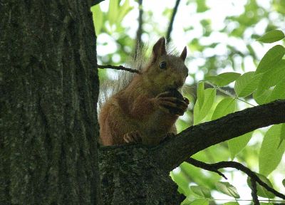 nature, animals, squirrels - duplicate desktop wallpaper
