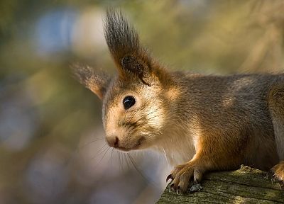 animals, squirrels, depth of field - desktop wallpaper