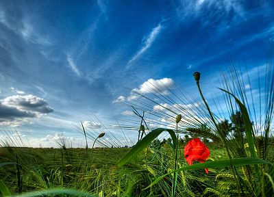 clouds, landscapes, flowers, fields, meadows, skyscapes - desktop wallpaper