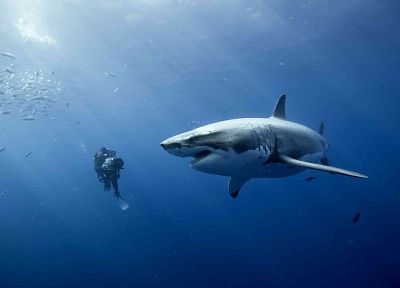 sharks - desktop wallpaper