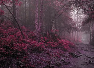 landscapes, nature, forests, purple - duplicate desktop wallpaper