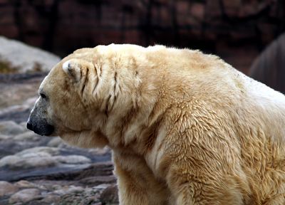 animals, polar bears - random desktop wallpaper