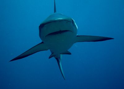 animals, fish, sharks - duplicate desktop wallpaper
