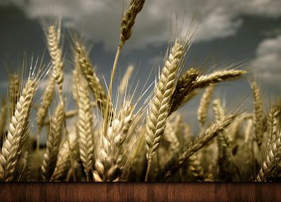 nature, fields, wheat, artwork - duplicate desktop wallpaper