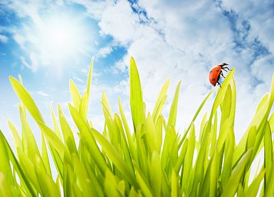 nature, insects, grass, sunlight, ladybirds - desktop wallpaper