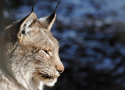 close-up, nature, animals, lynx - related desktop wallpaper