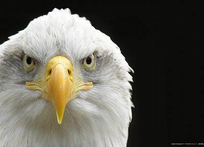 birds, eagles, bald eagles - related desktop wallpaper