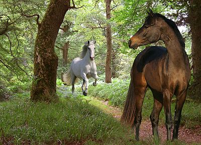 nature, forests, animals, horses - related desktop wallpaper