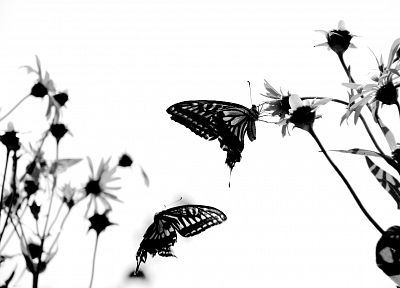 butterflies - random desktop wallpaper