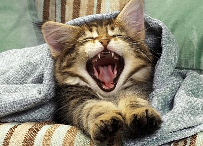 cats, yawns - desktop wallpaper