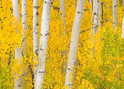 mountains, nature, trees, forests, leaves, rocks, outdoors, golden, Colorado - random desktop wallpaper