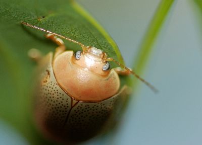 animals, insects, Bug, beetles, macro - related desktop wallpaper