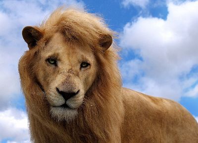 clouds, animals, lions - desktop wallpaper