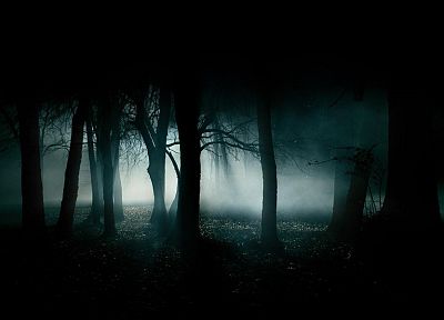 forests, mist - desktop wallpaper