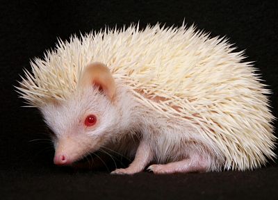 white, animals, hedgehogs, red eyes, albino - desktop wallpaper