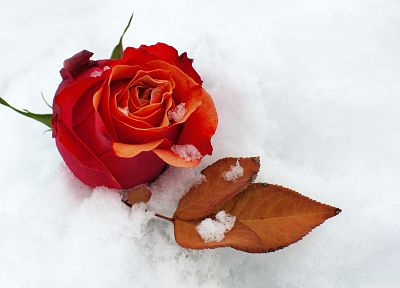 nature, winter, snow, flowers, roses - desktop wallpaper