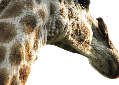 close-up, animals, giraffes - random desktop wallpaper