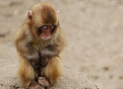 animals, backgrounds, monkeys, baby animals - related desktop wallpaper