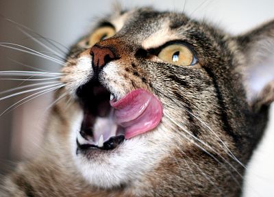 cats, tongue - desktop wallpaper