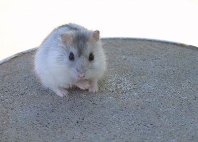 animals, hamsters - related desktop wallpaper