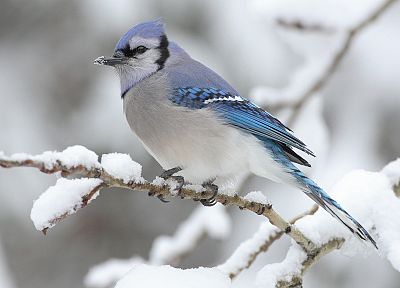 snow, birds, Blue Jay - random desktop wallpaper