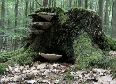 trees, forests, mushrooms, moss - desktop wallpaper