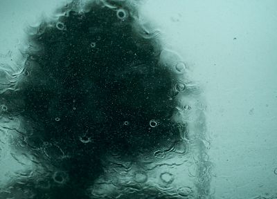 trees, rain, rain on glass - desktop wallpaper
