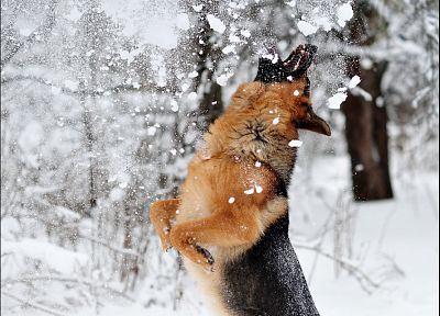 snow, animals, dogs - related desktop wallpaper