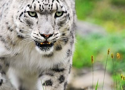 animals, snow leopards - desktop wallpaper