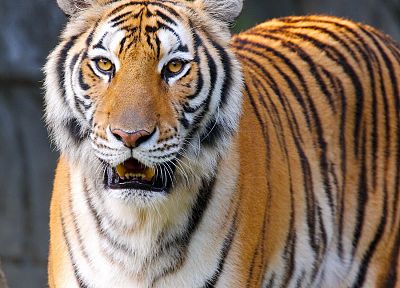 animals, tigers - duplicate desktop wallpaper