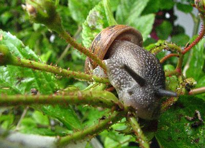 nature, animals, snails, molluscs - duplicate desktop wallpaper