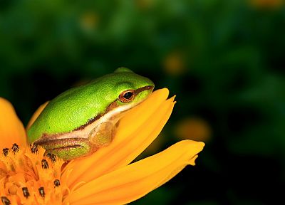 frogs, dwarfs, yellow flowers, amphibians, tree frogs - random desktop wallpaper