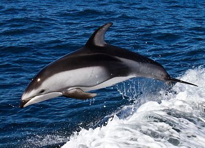 animals, dolphins - desktop wallpaper