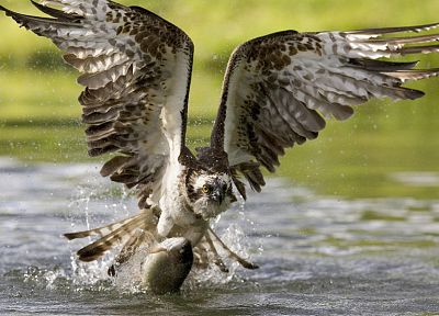 water, birds, fish, osprey, hunting, hawks - related desktop wallpaper