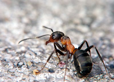 insects, ants - duplicate desktop wallpaper