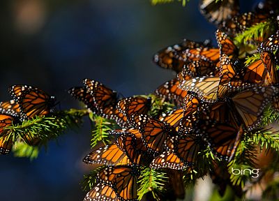 nature, bugs, butterflies - random desktop wallpaper