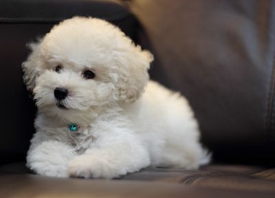 animals, dogs, puppies, poodle - related desktop wallpaper